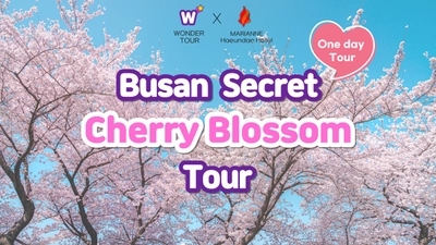 Busan Secret Cherry Blossom Oneday Tour🌸