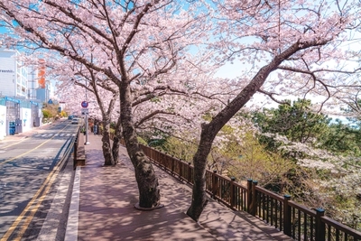Spring Flowers in Busan - Busan Flowering Spots🌸