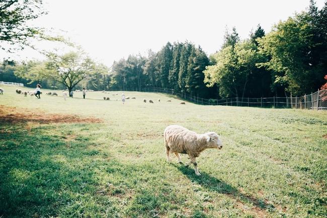 10:30 ~ 11:30 Imagination Sheep Ranch  / 想象羊群牧场